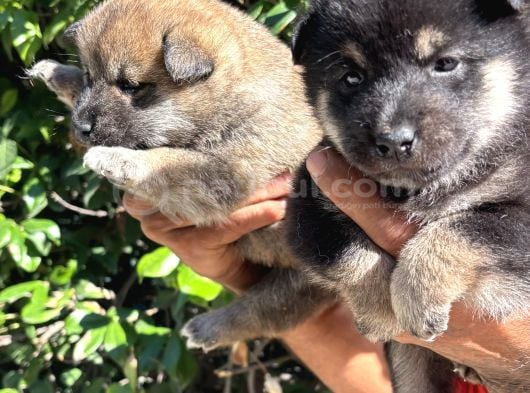 Mükemmeli Arayanlara Shiba Inu Yavrylarımız görsel