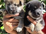 Mükemmeli Arayanlara Shiba Inu Yavrylarımız