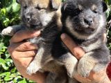 Mükemmeli arayanlara shiba inu yavrylarımız