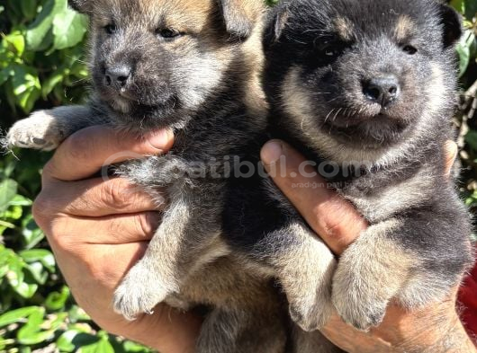 Mükemmeli arayanlara shiba inu yavrylarımız