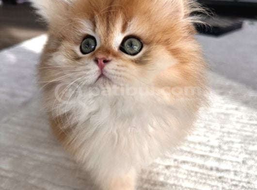 Safkan British Longhair Erkek görsel