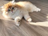 Safkan British Longhair Erkek