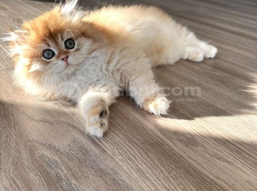 Safkan British Longhair Erkek görsel