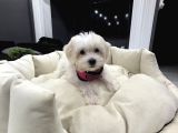 Sıfır Numara Kore Maltes Terrier