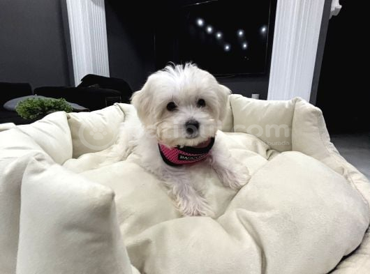 Sıfır Numara Kore Maltes Terrier görsel