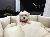 Sıfır Numara Kore Maltes Terrier