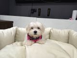 Sıfır Numara Kore Maltes Terrier