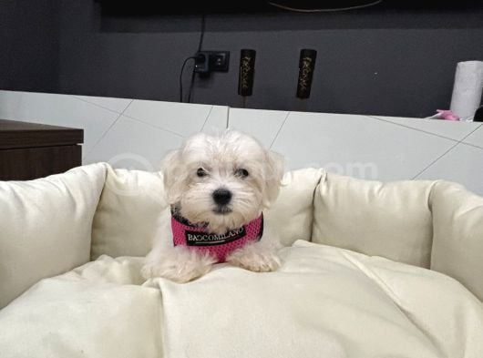 Sıfır Numara Kore Maltes Terrier görsel