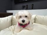 Sıfır Numara Kore Maltes Terrier