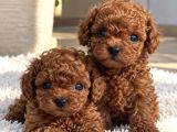 Premium Kalitede Özel Poodle Yavruları