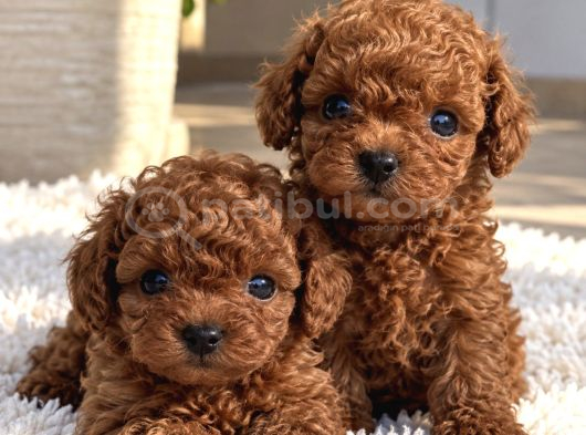Premium Kalitede Özel Poodle Yavruları