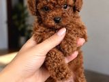 Seçkin Toy Poodle Yavrularımız