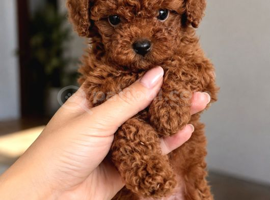 Seçkin Toy Poodle Yavrularımız