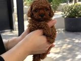 Özenle Yetiştirilen Poodle Yavrularımız
