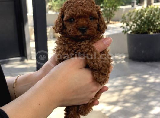 Özenle Yetiştirilen Poodle Yavrularımız
