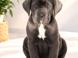 Heybeti İle Tüm Gözleri Üzerine Çekecek Cane Corso Yavrular