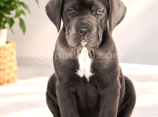 Heybeti İle Tüm Gözleri Üzerine Çekecek Cane Corso Yavrular