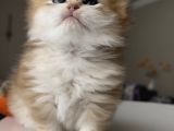 Safkan British Longhair Ny12 Yavrularım