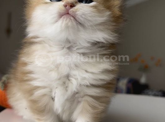 Safkan British Longhair Ny12 Yavrularım görsel