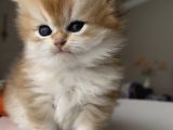 Safkan British Longhair Ny12 Yavrularım