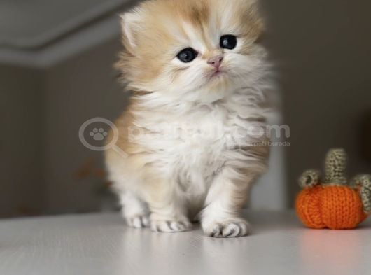 Safkan British Longhair NY12 Yavrularım