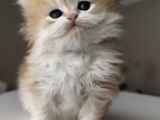 Safkan British Longhair Ny12 Yavrularım