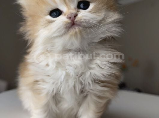 Safkan British Longhair Ny12 Yavrularım görsel