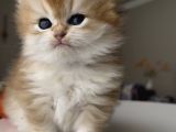 Safkan British Longhair Ny12 Yavrularım