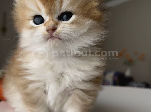 Safkan British Longhair Ny12 Yavrularım görsel