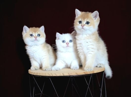 Erkek Ve Dişi Bebişlerim