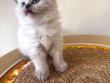 Blue Point Longhair Yavrumuz