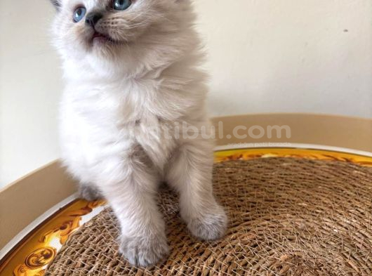 Blue Point Longhair Yavrumuz görsel