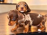 Birbirinden Güzel Dachshund Yavrularımız