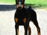 Hazır Estetikli Aşılı Heykel Gibi Doberman Yavrular
