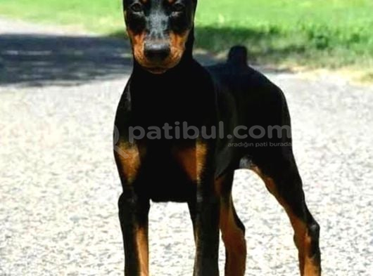 Hazır Estetikli Aşılı Heykel Gibi Doberman Yavrular görsel