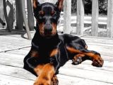 Hazır estetikli aşılı Heykel gibi doberman yavrular