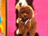 Red Brown Toy Poodle Yavrular