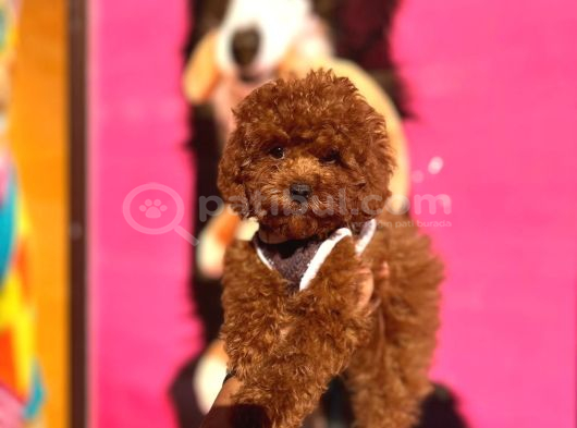Red Brown Toy Poodle Yavrular görsel