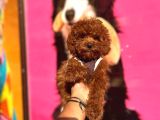 Red Brown Toy Poodle Yavrular