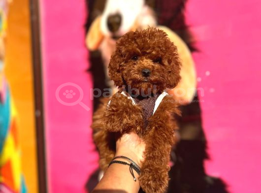 Red Brown Toy Poodle Yavrular görsel