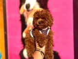 Red Brown Toy Poodle Yavrular
