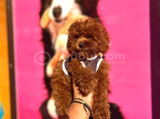 Red Brown Toy Poodle Yavrular görsel