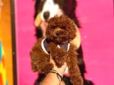 Red Brown Toy Poodle Yavrular