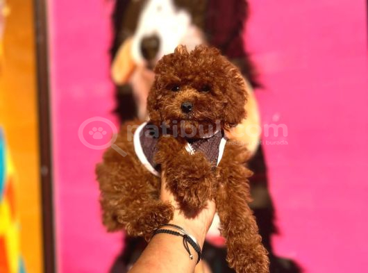Red Brown Toy Poodle Yavrular görsel