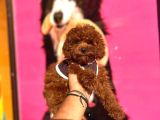 Red Brown Toy Poodle Yavrular