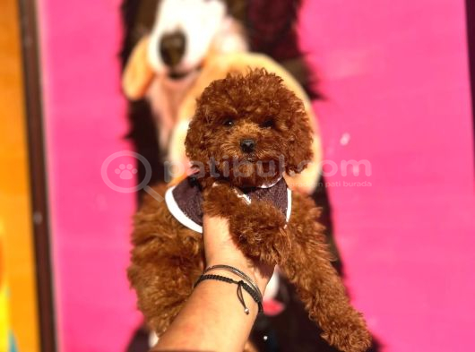 Red Brown Toy Poodle Yavrular