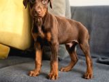 Kızıl Erkek Doberman Yavru