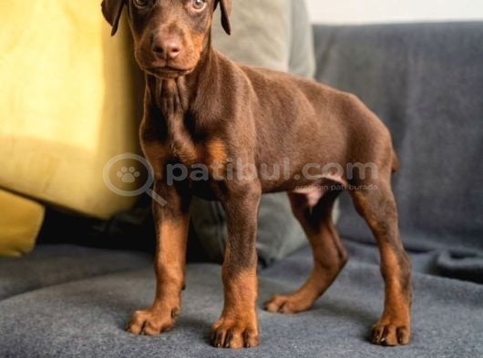 Kızıl erkek doberman yavru