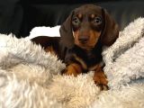 Choco Tan Ve Black Tan Dachshund Yavrular