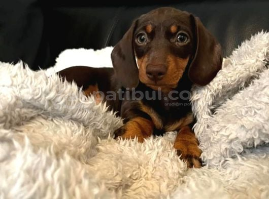 Choco tan ve Black tan Dachshund Yavrular